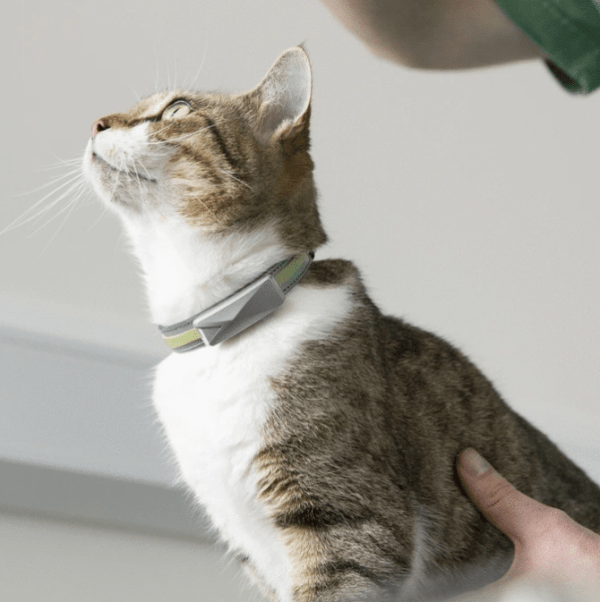 Cat wearing smart collar.